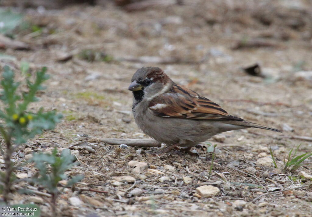 House Sparrow male adult post breeding