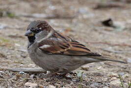 House Sparrow