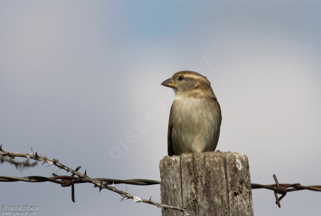 House Sparrow