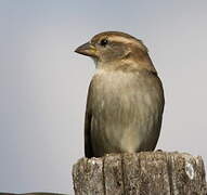 House Sparrow