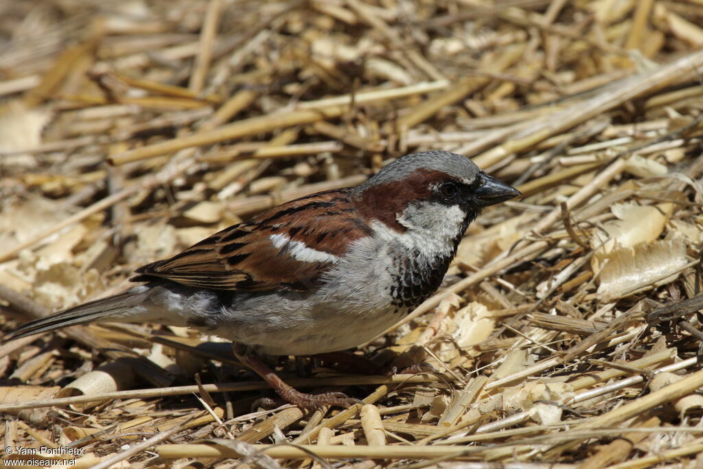 House Sparrow male adult breeding