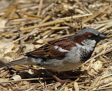 House Sparrow