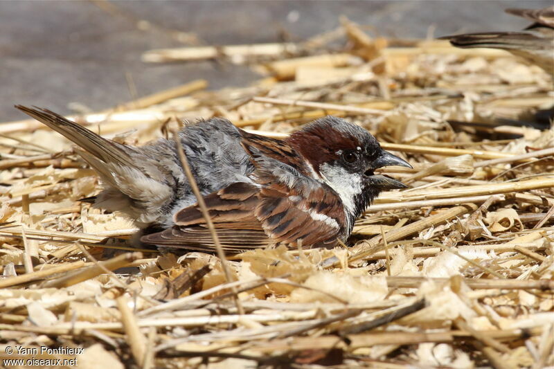 House Sparrow male adult breeding, Behaviour