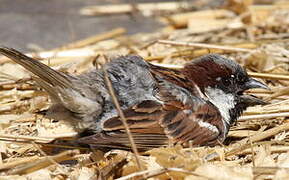 House Sparrow