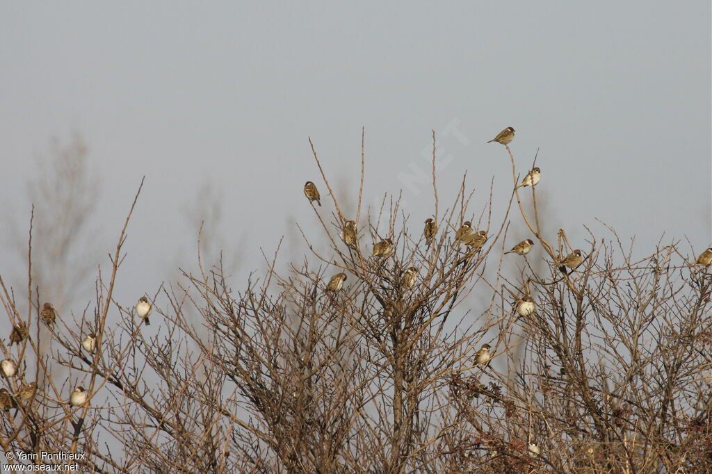 Eurasian Tree Sparrowadult post breeding