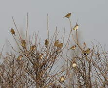 Eurasian Tree Sparrow