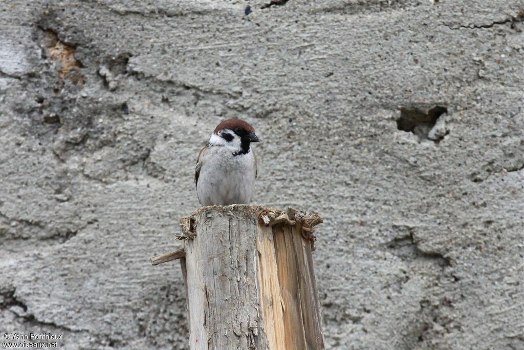 Eurasian Tree Sparrow