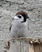 Eurasian Tree Sparrow