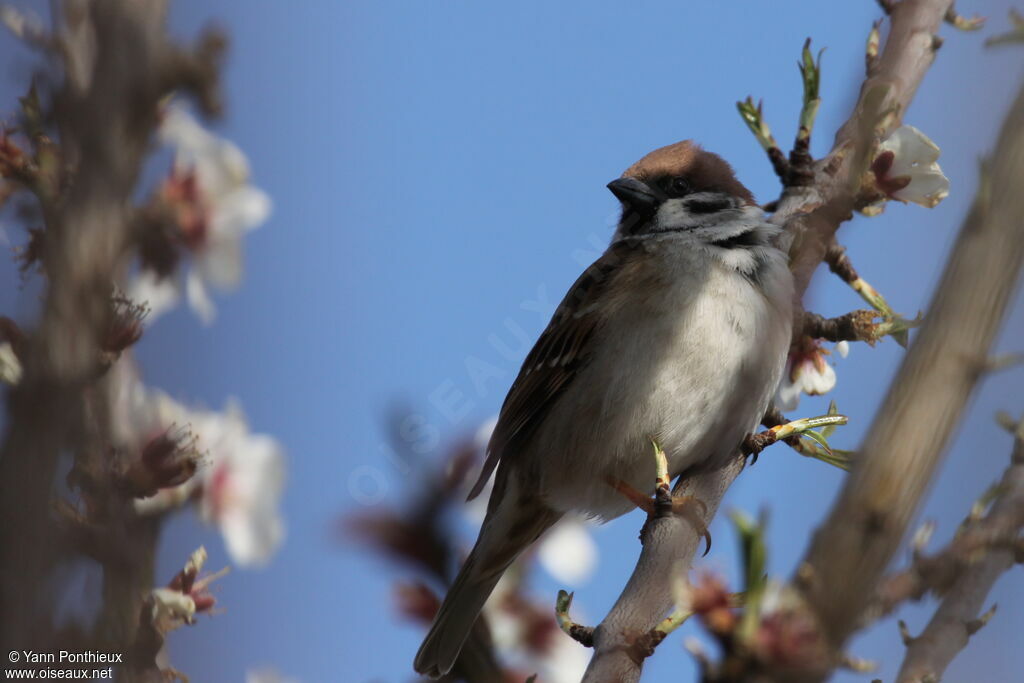 Eurasian Tree Sparrow