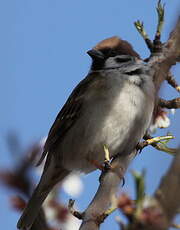 Moineau friquet