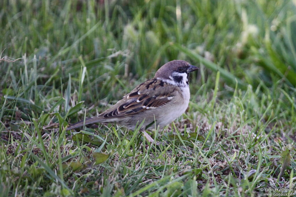 Eurasian Tree Sparrow