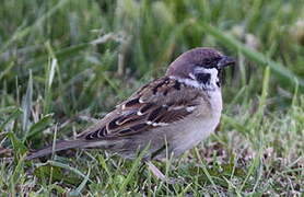 Eurasian Tree Sparrow