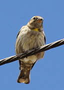 Rock Sparrow