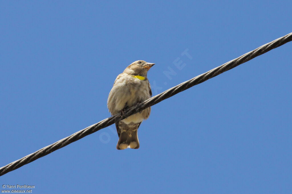 Rock Sparrow