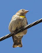 Rock Sparrow