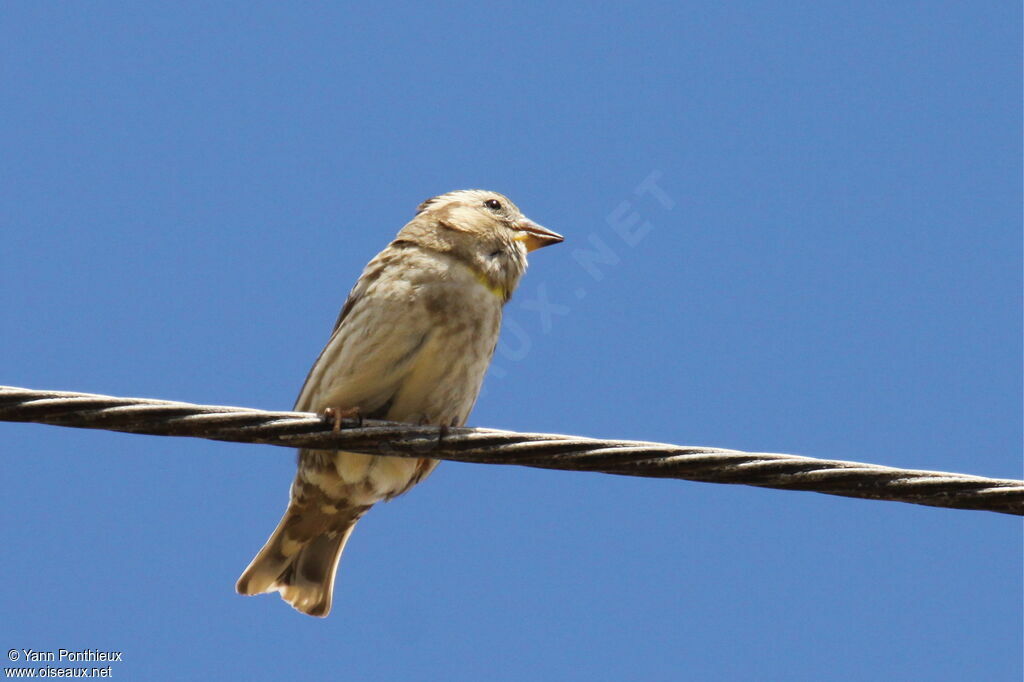 Rock Sparrow