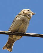 Rock Sparrow