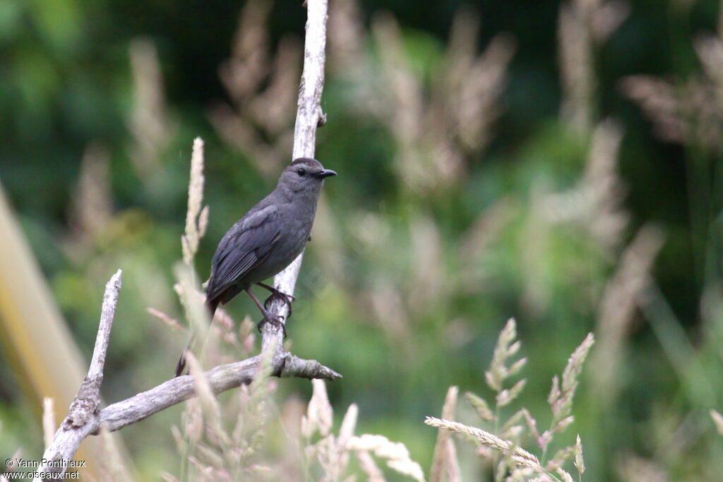 Grey Catbirdadult breeding