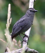 Grey Catbird