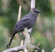 Grey Catbird