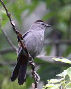 Grey Catbird