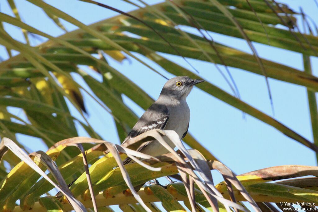 Northern Mockingbird