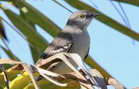 Northern Mockingbird