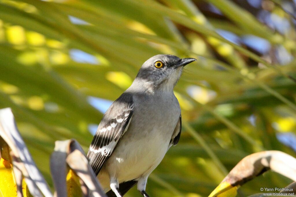 Northern Mockingbird