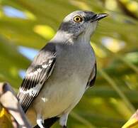 Northern Mockingbird