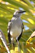 Northern Mockingbird