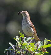 Brown Thrasher