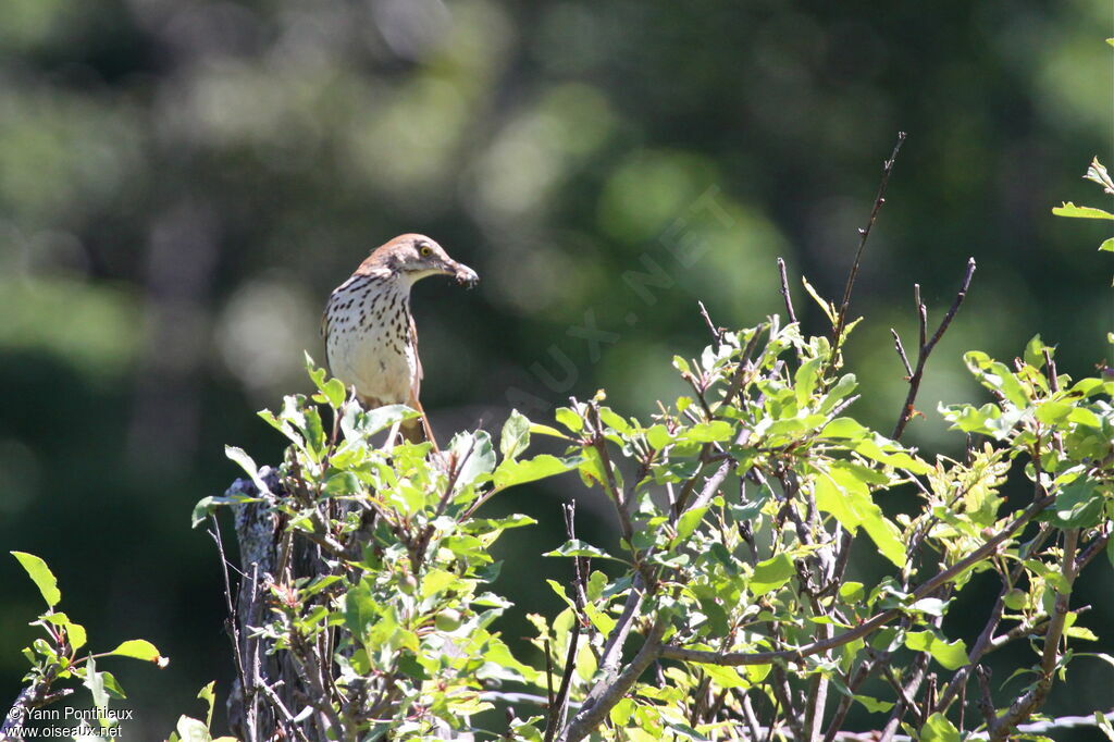 Brown Thrasheradult breeding