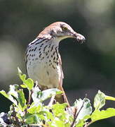 Brown Thrasher