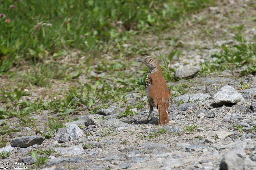 Brown Thrasheradult breeding