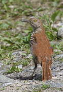 Brown Thrasher