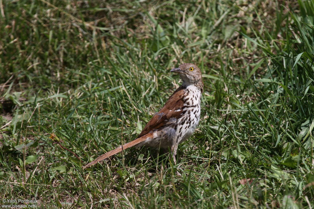 Brown Thrasheradult breeding