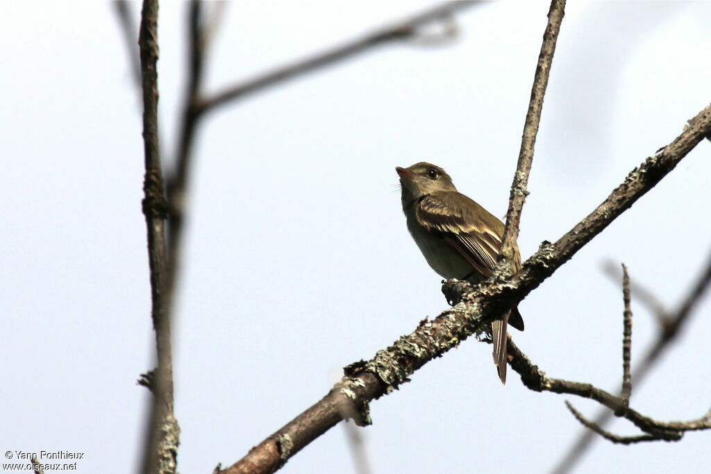 Alder Flycatcheradult breeding