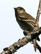 Alder Flycatcher