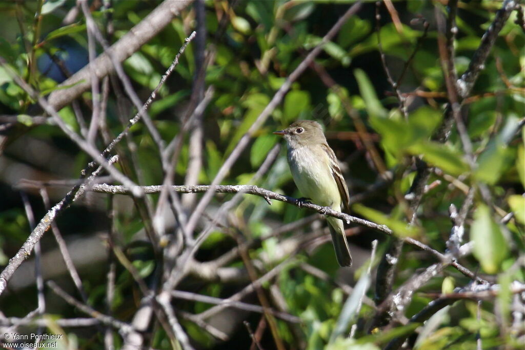 Alder Flycatcheradult breeding