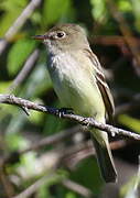 Alder Flycatcher