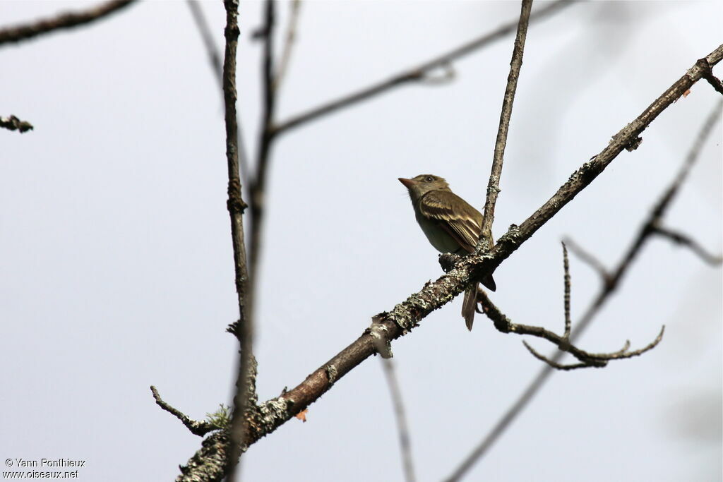 Alder Flycatcheradult breeding