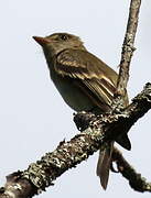 Alder Flycatcher