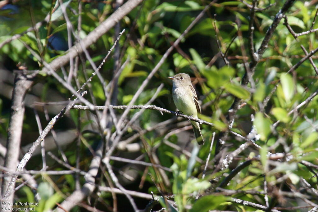 Alder Flycatcheradult breeding