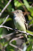 Alder Flycatcher