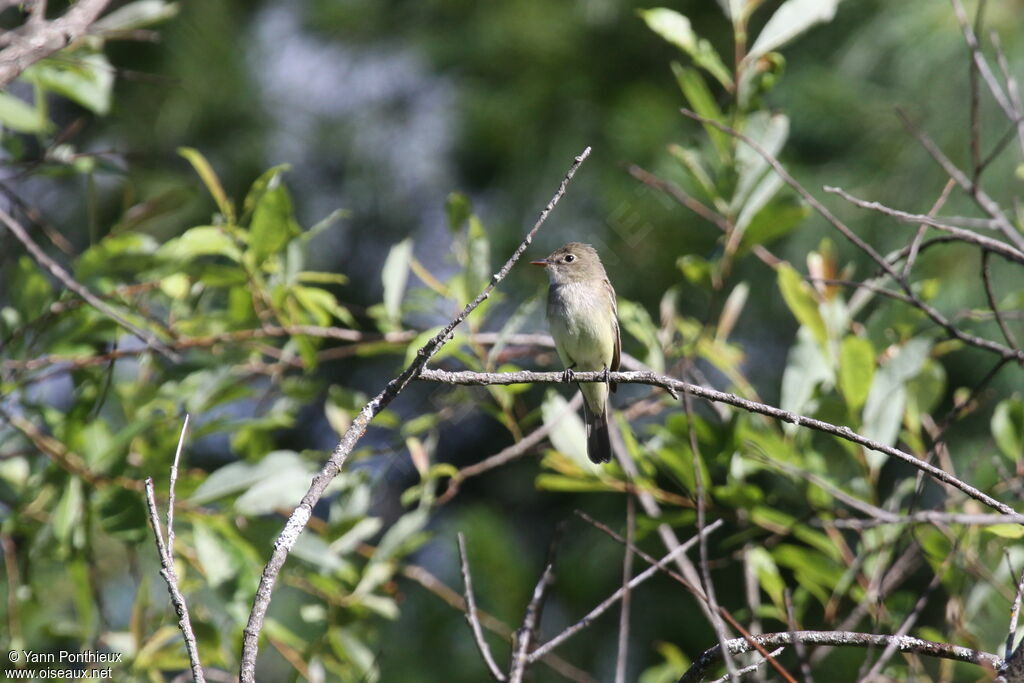 Alder Flycatcheradult breeding