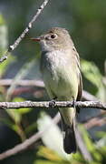 Alder Flycatcher