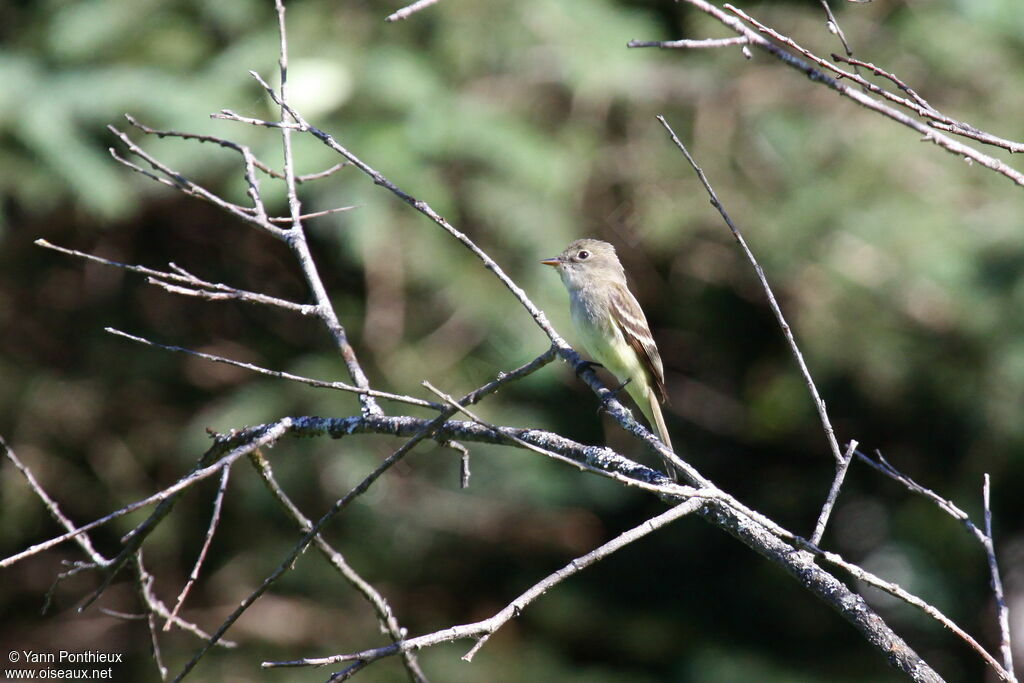 Alder Flycatcheradult breeding