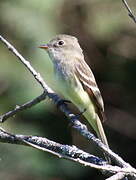 Alder Flycatcher