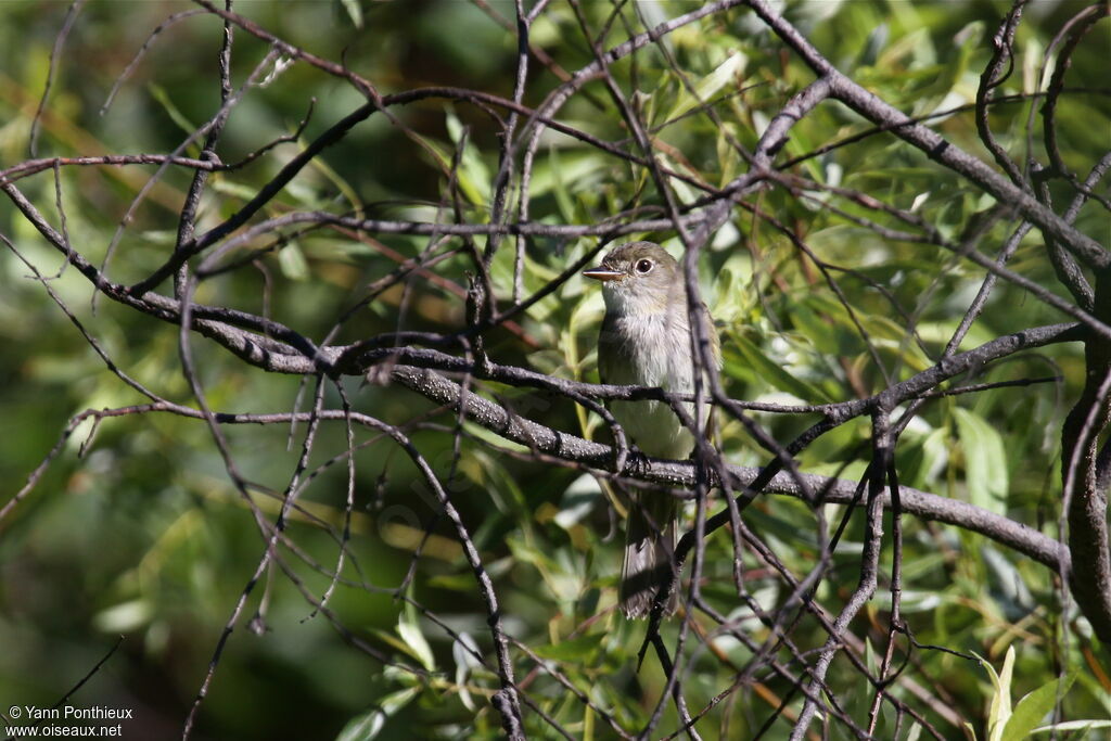 Alder Flycatcheradult breeding