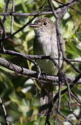 Alder Flycatcher